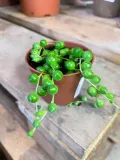 starzec-senecio-rowleyanus-rodzaj-rosliny-rosliny-zielone