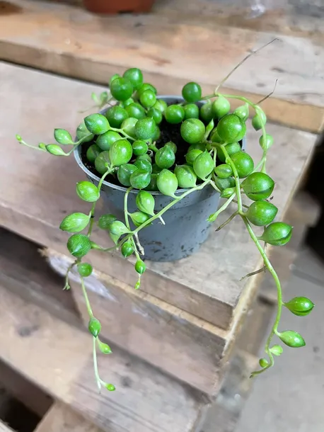 starzec-senecio-rowleyanus-rodzaj-rosliny-rosliny-zielone