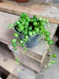 starzec-senecio-rowleyanus-rodzaj-rosliny-rosliny-zielone