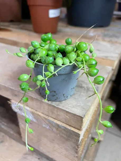 starzec-senecio-rowleyanus-rodzaj-rosliny-rosliny-zielone