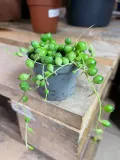 starzec-senecio-rowleyanus-rodzaj-rosliny-rosliny-zielone