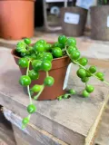 starzec-senecio-rowleyanus-rodzaj-rosliny-rosliny-zielone