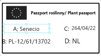 starzec-senecio-rowleyanus-rodzaj-rosliny-rosliny-zielone