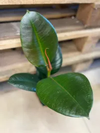 fikus-or-ficus-elastica-robusta