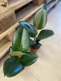 fikus-or-ficus-elastica-robusta-rodzaj-rosliny-rosliny-zielone