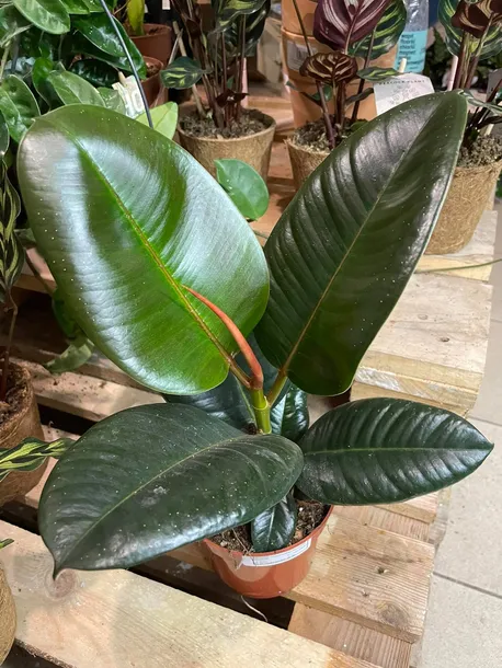 fikus-or-ficus-elastica-robusta-rodzaj-rosliny-rosliny-zielone