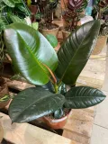 fikus-or-ficus-elastica-robusta-rodzaj-rosliny-rosliny-zielone