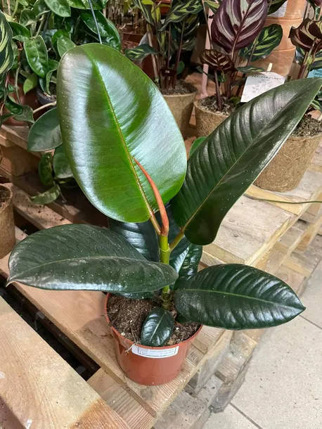 fikus-or-ficus-elastica-robusta-rodzaj-rosliny-rosliny-zielone