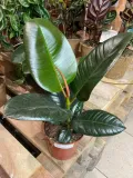 fikus-or-ficus-elastica-robusta-rodzaj-rosliny-rosliny-zielone