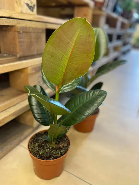 fikus-or-ficus-elastica-robusta-rodzaj-rosliny-rosliny-zielone