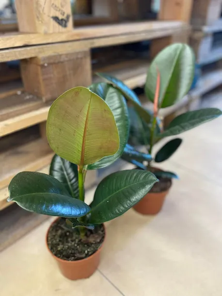 fikus-or-ficus-elastica-robusta-rodzaj-rosliny-rosliny-zielone