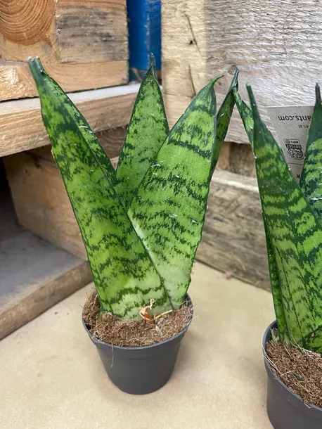 sansevieria-sansevieria-fan