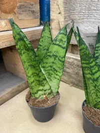 sansevieria-sansevieria-fan