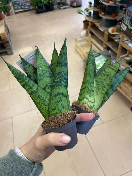 sansevieria-sansevieria-fan-rodzaj-rosliny-rosliny-zielone