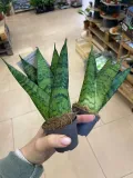 sansevieria-sansevieria-fan-rodzaj-rosliny-rosliny-zielone