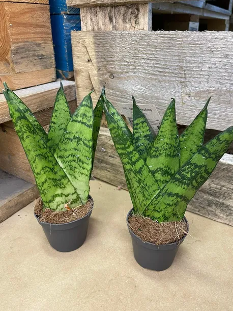 sansevieria-sansevieria-fan-rodzaj-rosliny-rosliny-zielone