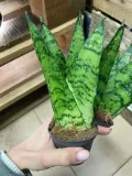 sansevieria-sansevieria-fan-rodzaj-rosliny-rosliny-zielone