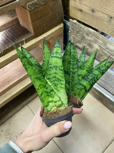 sansevieria-sansevieria-fan-rodzaj-rosliny-rosliny-zielone