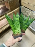 sansevieria-sansevieria-fan-rodzaj-rosliny-rosliny-zielone