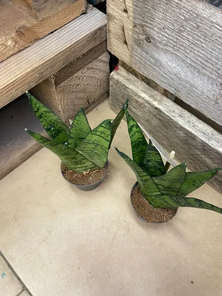 sansevieria-sansevieria-fan-rodzaj-rosliny-rosliny-zielone