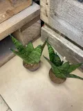 sansevieria-sansevieria-fan-rodzaj-rosliny-rosliny-zielone