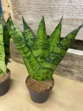 sansevieria-sansevieria-fan-rodzaj-rosliny-rosliny-zielone