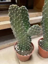 opuncja-opuntia-rubescens