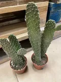 opuncja-opuntia-rubescens-rodzaj-rosliny-rosliny-zielone