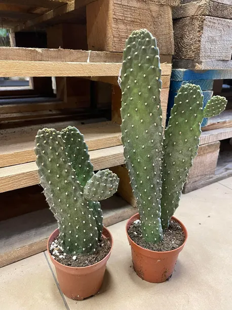 opuncja-opuntia-rubescens-rodzaj-rosliny-rosliny-zielone