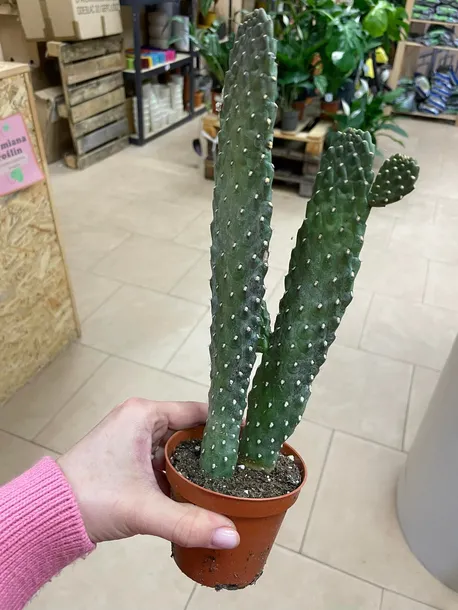 opuncja-opuntia-rubescens-rodzaj-rosliny-rosliny-zielone