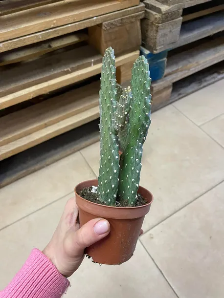 opuncja-opuntia-rubescens-rodzaj-rosliny-rosliny-zielone
