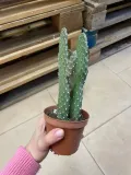 opuncja-opuntia-rubescens-rodzaj-rosliny-rosliny-zielone