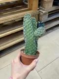opuncja-opuntia-rubescens-rodzaj-rosliny-rosliny-zielone
