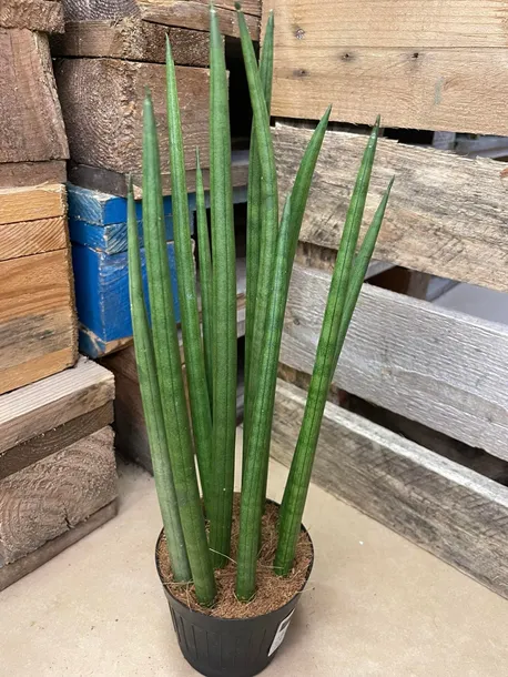 sansevieria-bacularis