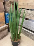 sansevieria-bacularis