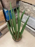 sansevieria-bacularis-rodzaj-rosliny-rosliny-zielone
