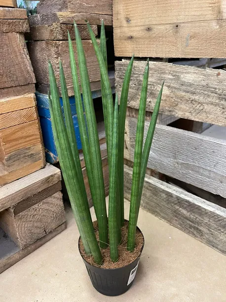 sansevieria-bacularis-rodzaj-rosliny-rosliny-zielone