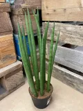 sansevieria-bacularis-rodzaj-rosliny-rosliny-zielone