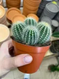 kaktus-parodia-warasii
