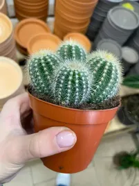 kaktus-parodia-warasii