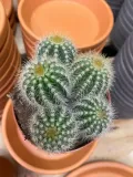 kaktus-parodia-warasii-rodzaj-rosliny-rosliny-zielone