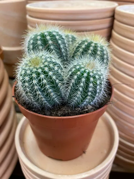 kaktus-parodia-warasii-rodzaj-rosliny-rosliny-zielone