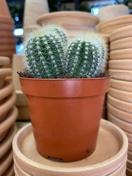 kaktus-parodia-warasii-rodzaj-rosliny-rosliny-zielone
