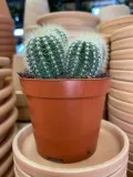 kaktus-parodia-warasii-rodzaj-rosliny-rosliny-zielone