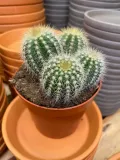 kaktus-parodia-warasii-rodzaj-rosliny-rosliny-zielone