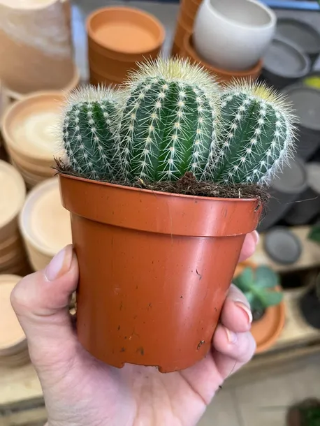 kaktus-parodia-warasii-rodzaj-rosliny-rosliny-zielone