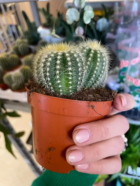 kaktus-parodia-warasii-rodzaj-rosliny-rosliny-zielone