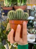 kaktus-parodia-warasii-rodzaj-rosliny-rosliny-zielone