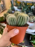 kaktus-parodia-warasii-rodzaj-rosliny-rosliny-zielone