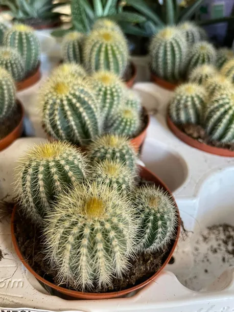 kaktus-parodia-warasii-rodzaj-rosliny-rosliny-zielone